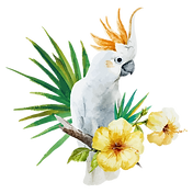 white Parrot