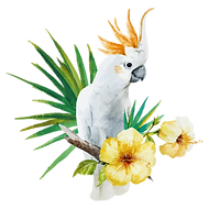 White Parrot
