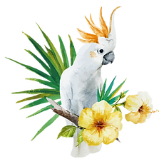 White Parrot