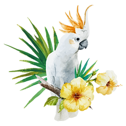 White Parrot