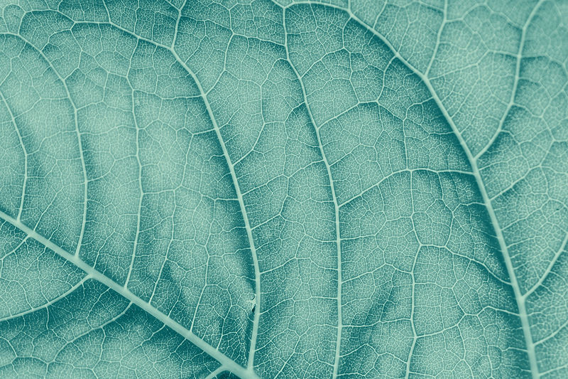 feuille | phytothérapie | naturopathie