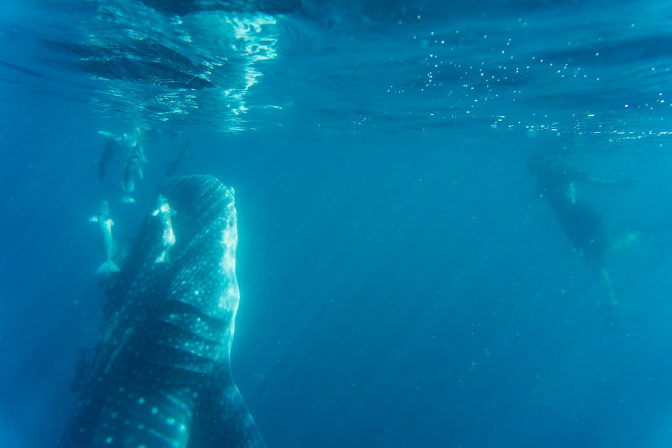 tiburón_ballena_22.jpg