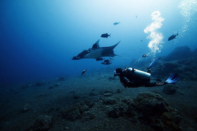 mantas-buceo-2.jpeg