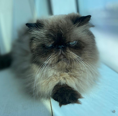 The cat who writes and crochets.jpg