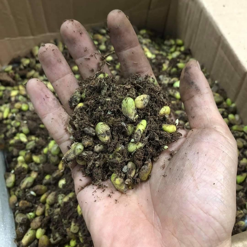 Thumbnail: Monstera Albo Variegated Seeds