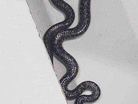 לחישת הנחש🐍