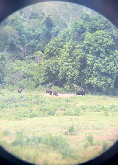 Les gaurs d'Asie qui s'abreuvent l'après- midi (visiter Kui Buri avec guide francophone)