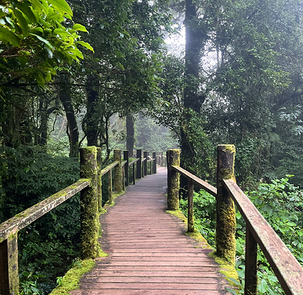 La forêt luxuriante et humide de Doi Inthanon (parcs nationaux Thaïlande guide francophone)