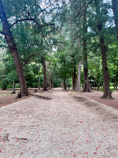 Les pins bordent les allées côtières du parc national (Khao sam roi yot avec guide francophone)