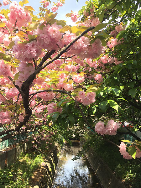 川崎市中原区・二ヶ領用水の桜