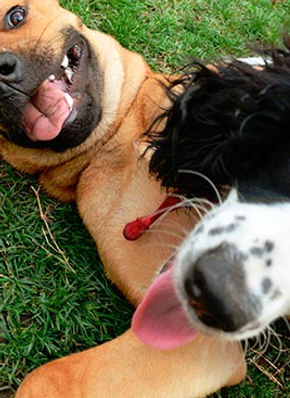 perros-contentos.jpg