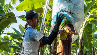 Exportaciones de banano ecuatoriano alcanzan un crecimiento del 6,26%, en un entorno condicionado por tensiones geopolíticas y restricciones logísticas