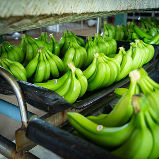 El 98,8 % de la oferta exportable ecuatoriana ingresará con arancel cero, ya sea de forma inmediata o progresiva. 