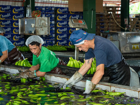 Exportaciones de banano crecen 6,89% hasta marzo, afectadas por conflicto en Medio Oriente y restricciones de movilización por el toque de queda