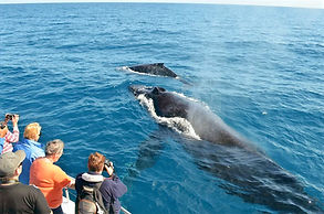 Whale Watching Tours Dominica Sperm Whales Tours Dominica