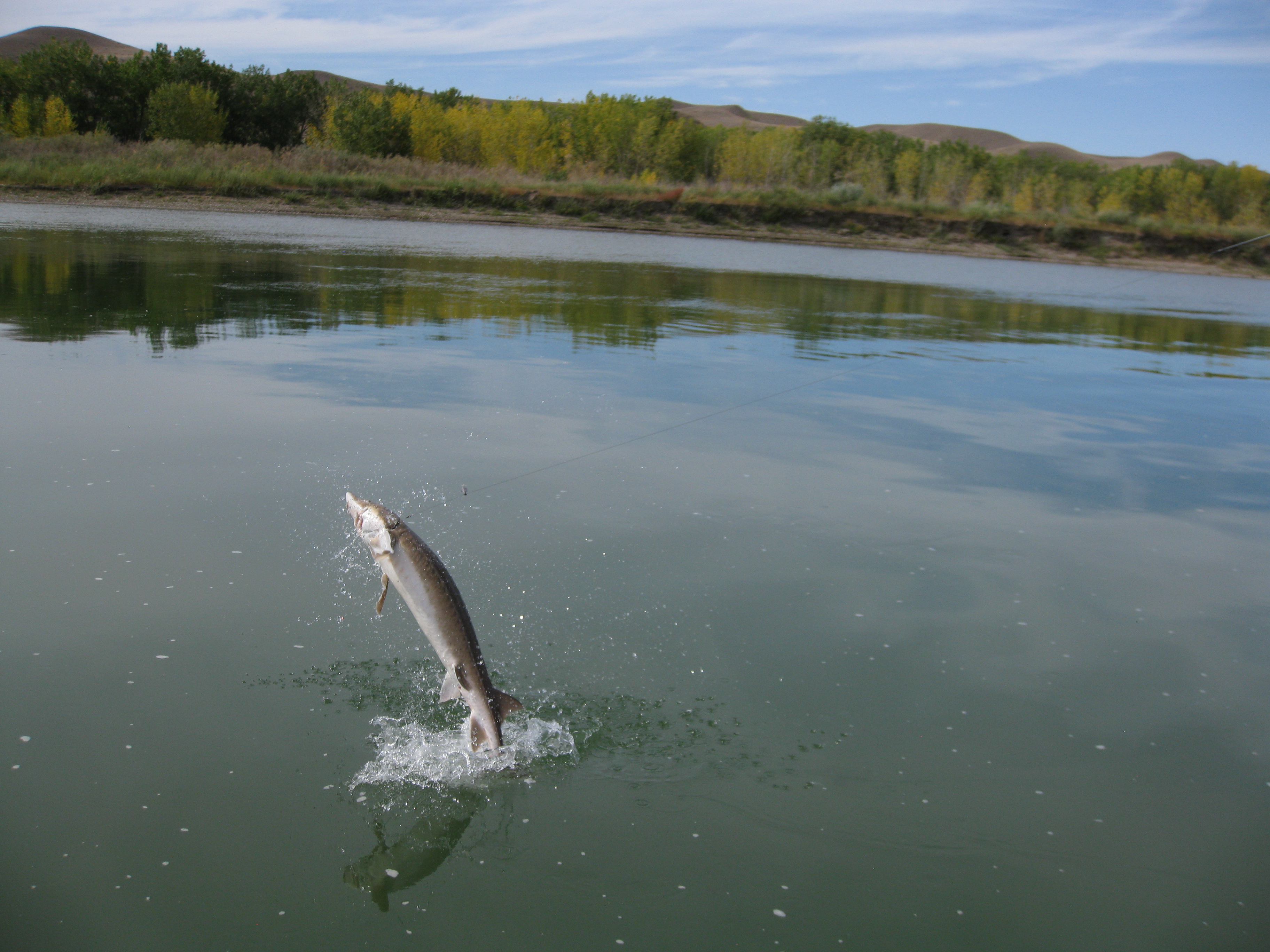 Guided Alberta sturgeon fishing trips and adventures.