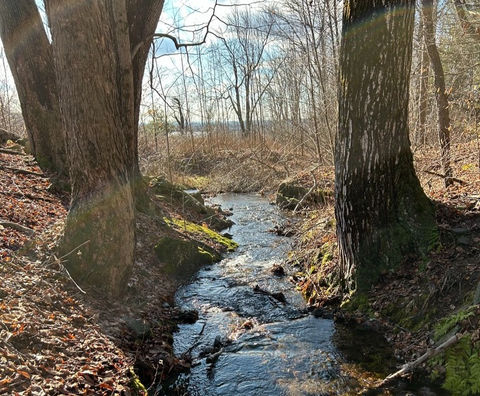 small river passing between two trees on anthill farm agroforestry land