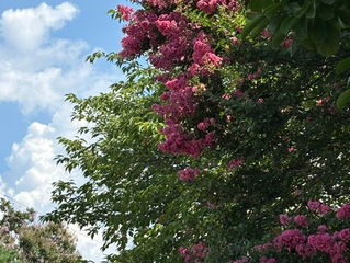 百日紅(サルスベリ)