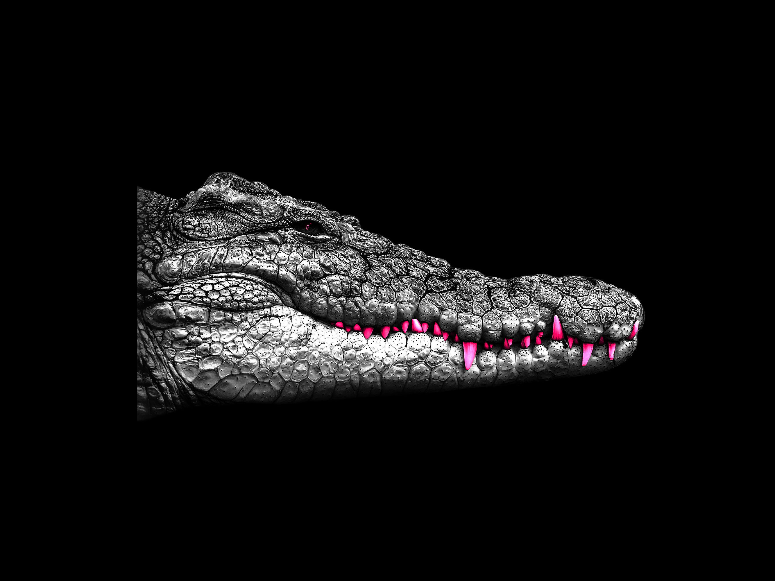 Jeffrey, dove sono tutti i fenicotteri?