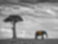 2020_04_06_IWasHere_Elephant_Preview.jpg