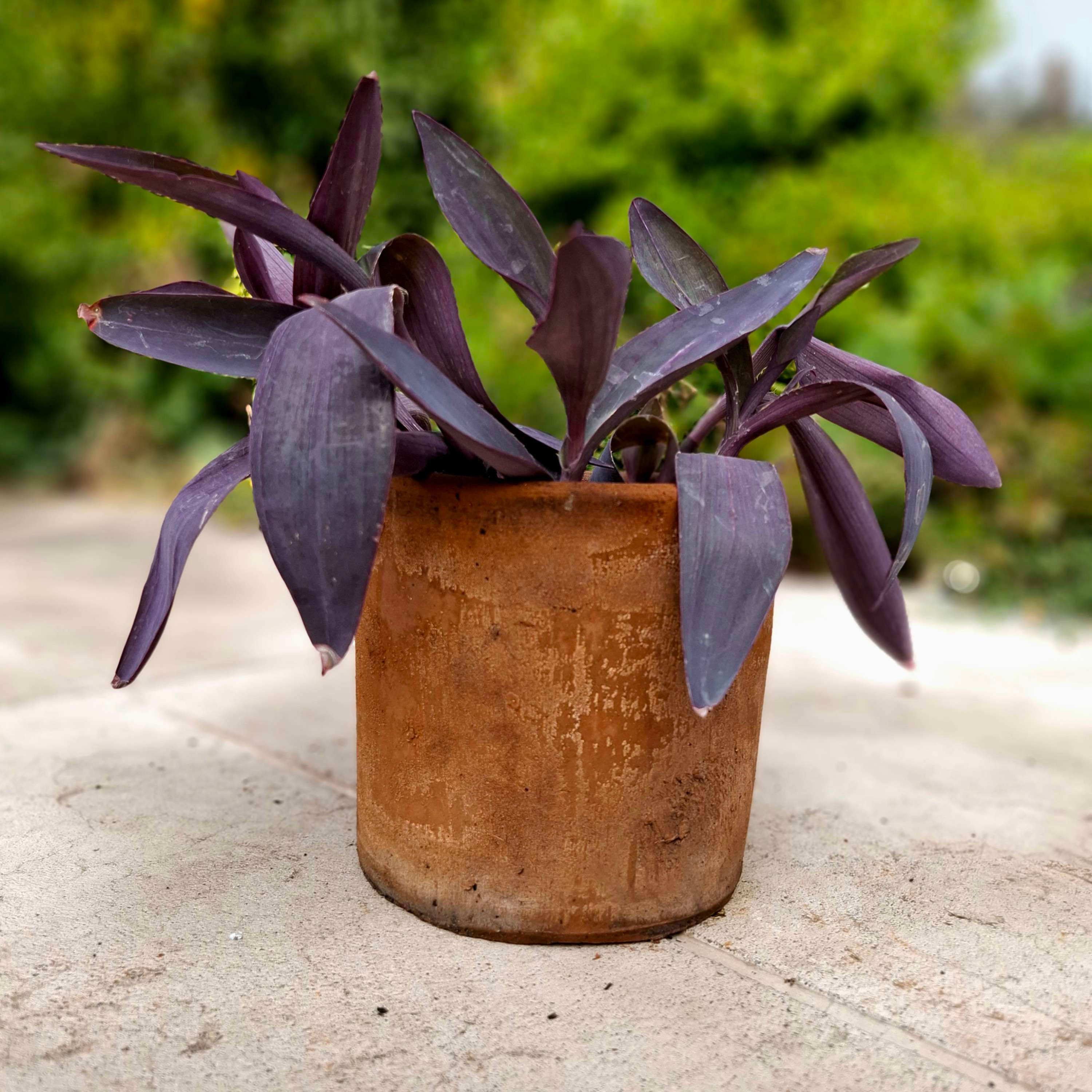 Tradescantia pallida "Corazón púrpura"