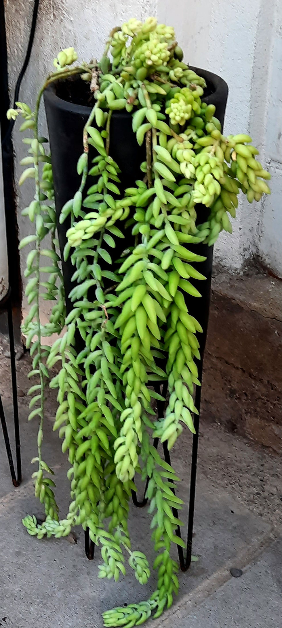 Miniatura: Sedum burrito