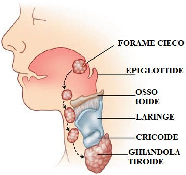 Dotto tireoglosso