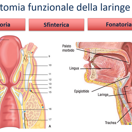 Come si cura il carcinoma della laringe? Tecniche moderne, chirurgia mini-invasiva, radioterapia, preservazione della voce e consigli dell’esperto