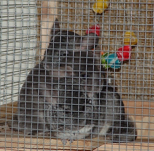All Critters Great And Small logo