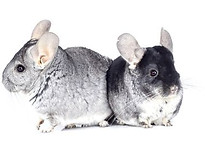 Chinchilla cages, chinchilla pet sitting