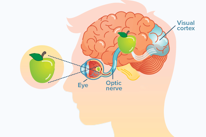 Ein Bild worauf zu sehen ist wie die Informationen eines Apfels durch das Auge über den optischen Nerv in das Gehirn laufen