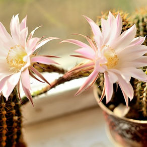 Cactos e a sua importância para o Semiárido nordestino: Propriedades Medicinais.