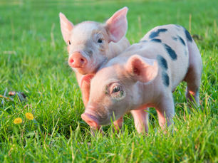 A Closer Look at Pigs: What You Might Not Know