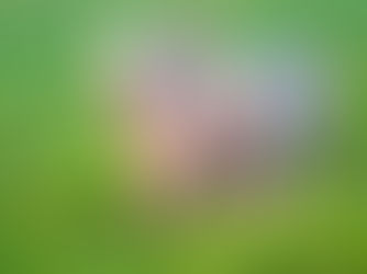 A Closer Look at Pigs: What You Might Not Know