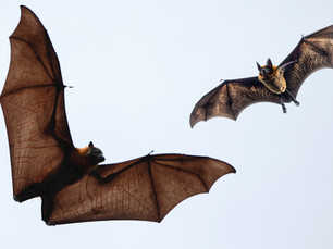 Protecting Bats: The Hidden Impact of Rodenticides (Happy International Bat Appreciation Day!)