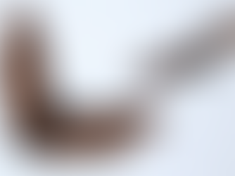 Protecting Bats: The Hidden Impact of Rodenticides (Happy International Bat Appreciation Day!)