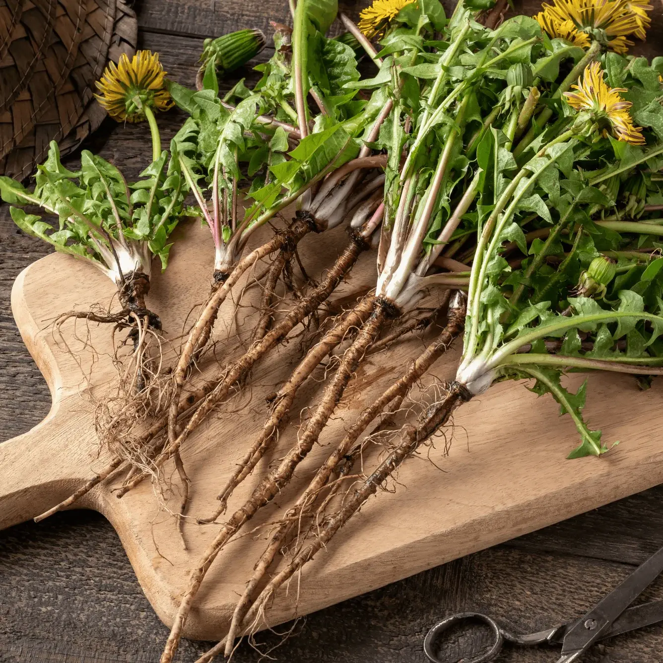 Dandelion Root