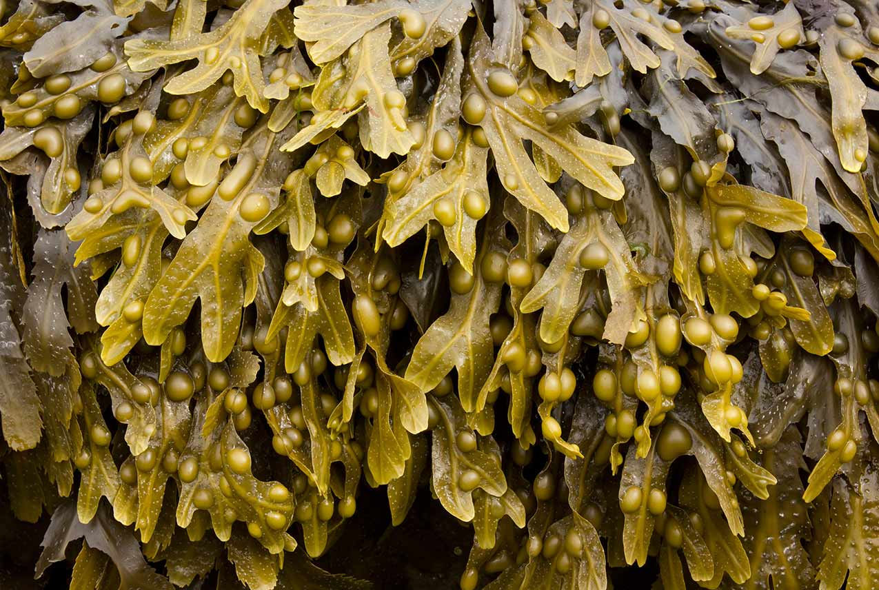 Bladderwrack