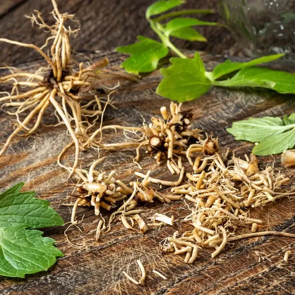 Valerian Root