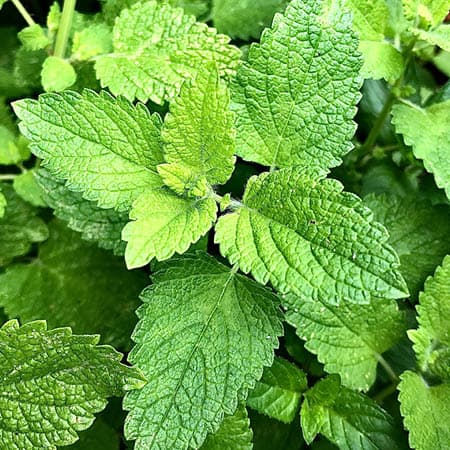 Lemon Balm