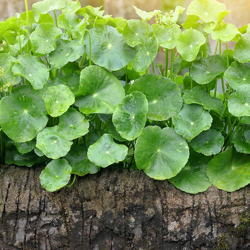 Gotu Kola