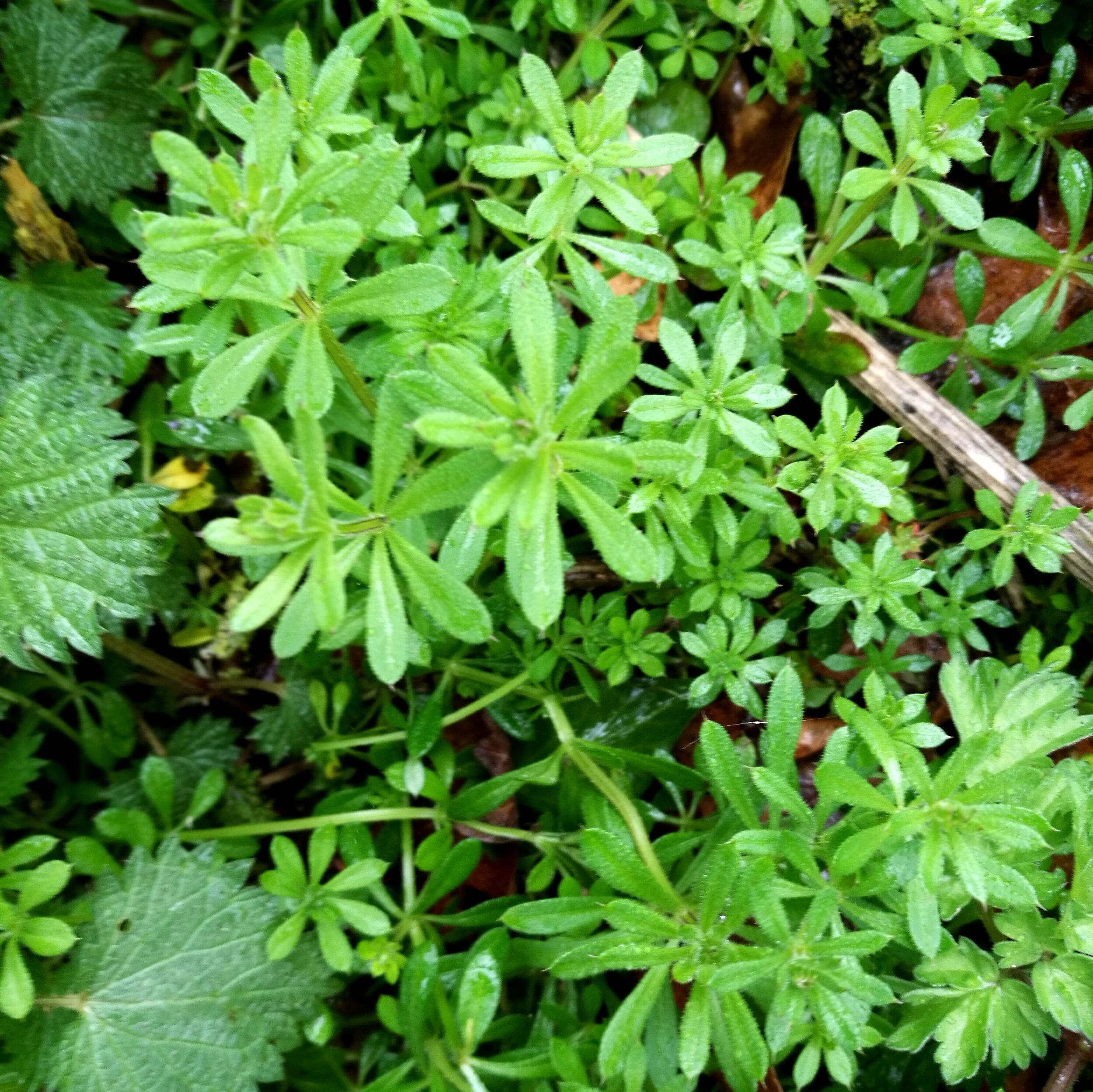 Cleavers