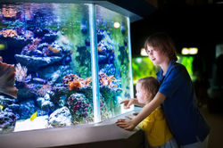 Brother And Sister Watching Fishes In A Zoo.jpg