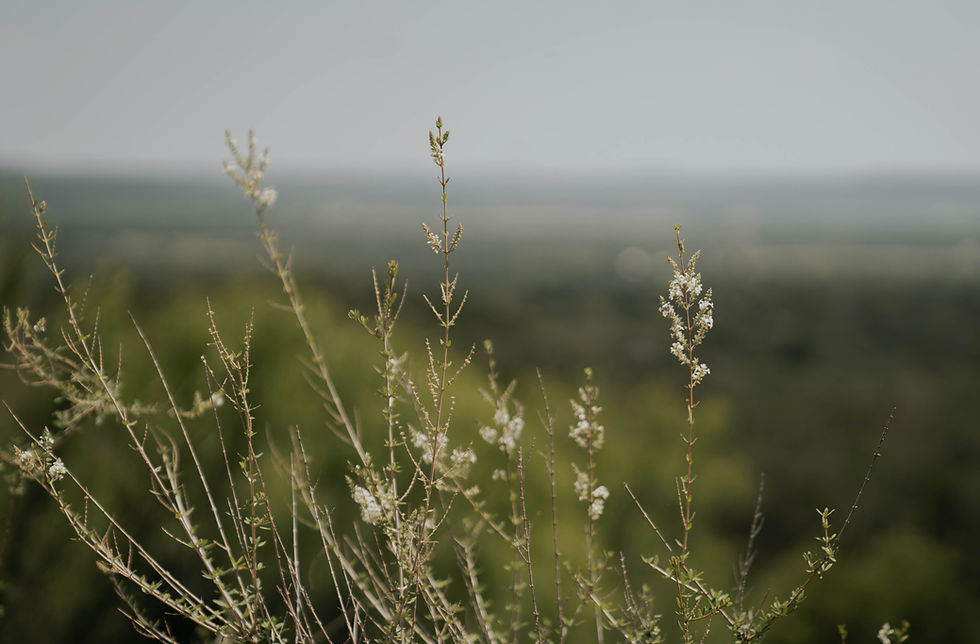 _DSC8872.jpg