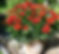 container garden plant a perennial plant in the desert southwest