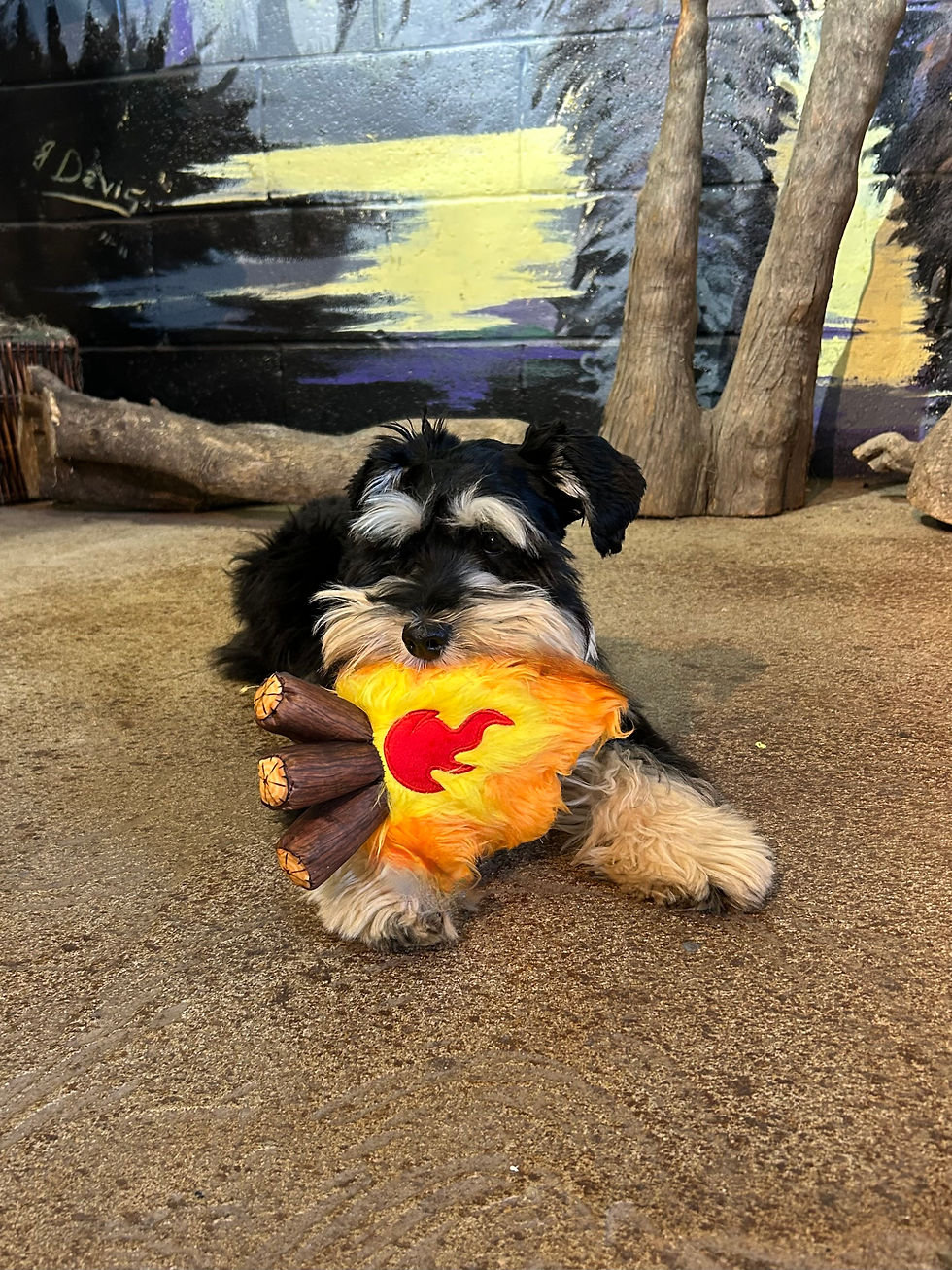 Thumbnail: Campfire Dog Toy