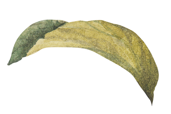 잎