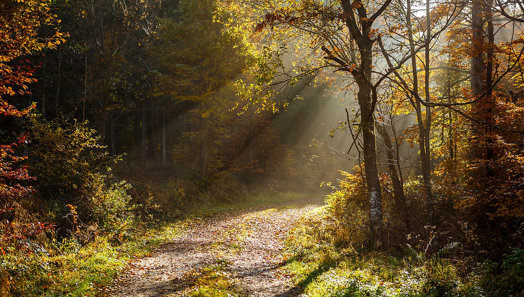 beautiful-scenery-sun-rays-forest-with-lot-trees-autumn.jpg