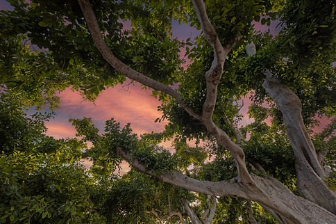 Banyan Trees from Below copy.jpg