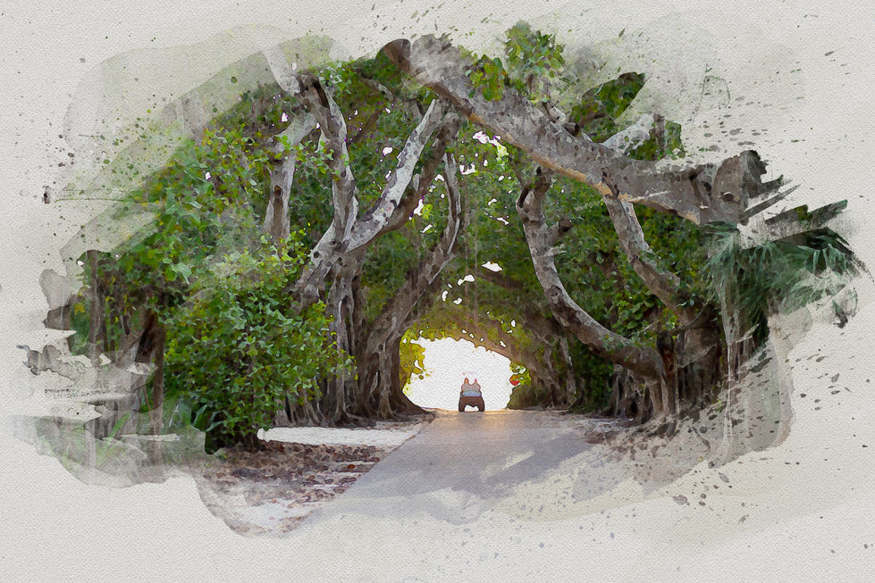 Banyan Street.jpg